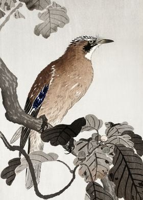 Jay on Oak tree woodblock