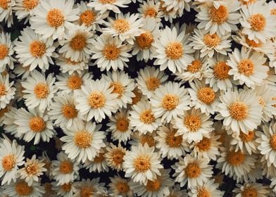 daisies pattern