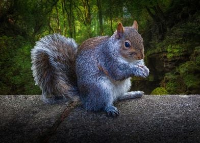 Eastern grey squirrel