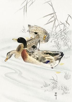 Three ducks in water print