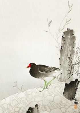 Black bird japanese art 