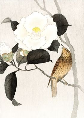 Bird on flowering Camellia