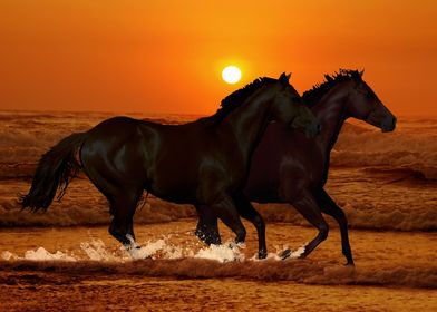 Horses at sunset