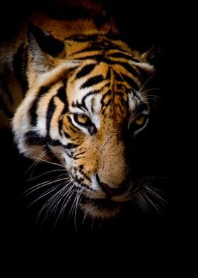wild tiger face poster 