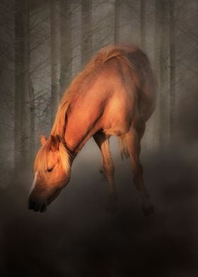 Horse in the mist