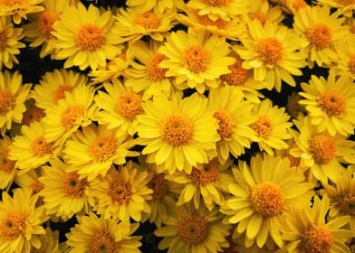 yellow chrysanthemums