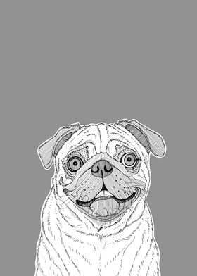 Pug Dog Portrait