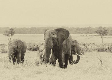 The Elephant Family