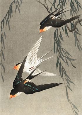 Red tailed swallows print