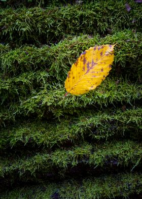 Yellow autumn tree leaf