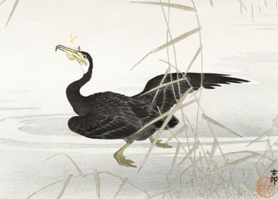 Cormorant fishing woodcut