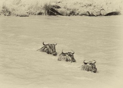 Three Wildebeests