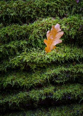 Ecology brown oak leaf