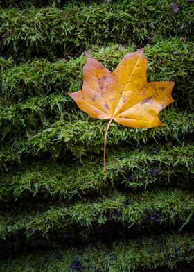 Brown maple tree leaf