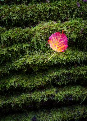 Protect nature Red leaf