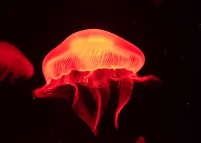 Jellyfish Red