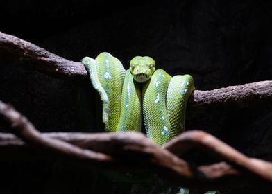 Green Tree Snake