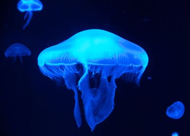 Jellyfish Blue