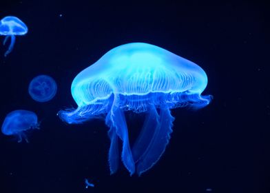 Jellyfish Blue