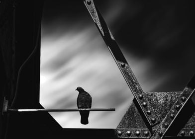 Pigeon on Steel