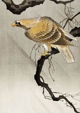 Golden Eagle on tree print