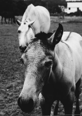 Black and White Horses