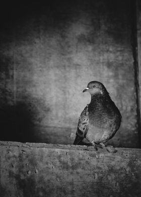 Pigeon On A Ledge