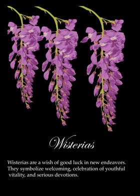 Wisteria poster