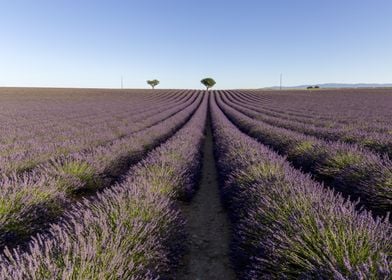 Flowering of Lavender