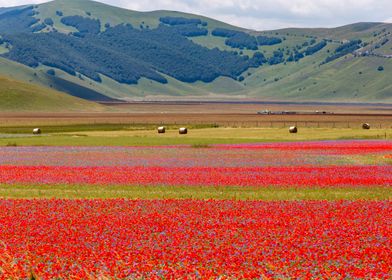 Flowering of Castelluccio