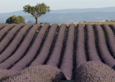 Flowering of Lavender