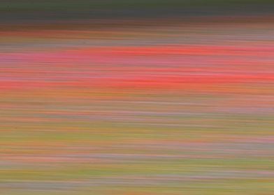 Flowering of Castelluccio