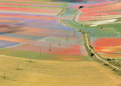 Flowering of Castelluccio