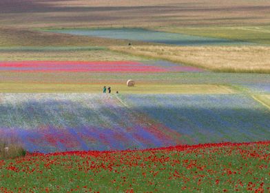 Flowering of Castelluccio