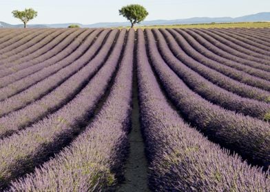 Flowering of Lavender