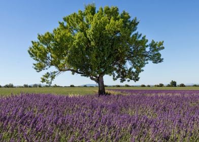 Flowering of Lavender