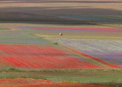 Flowering of Castelluccio