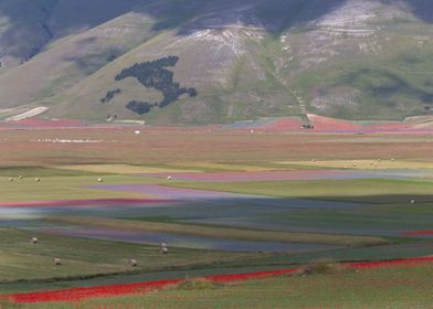 Flowering of Castelluccio