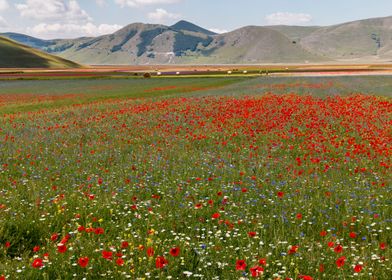 Flowering of Castelluccio