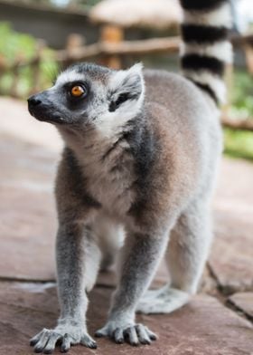 Lemur