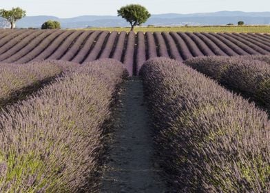 Flowering of Lavender