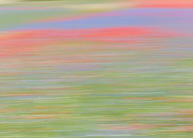 Flowering of Castelluccio