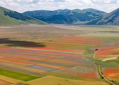 Flowering of Castelluccio