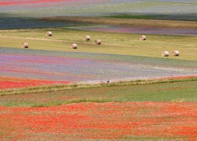 Flowering of Castelluccio