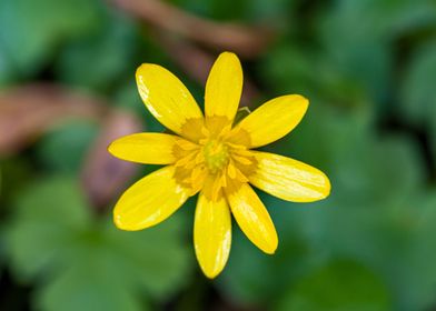 Lesser Celandine Flower