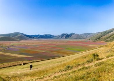 Flowering of Castelluccio