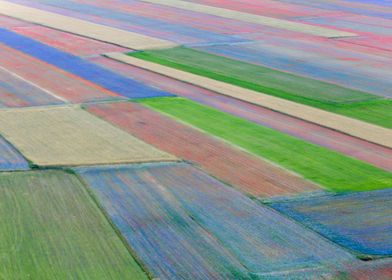 Flowering of Castelluccio