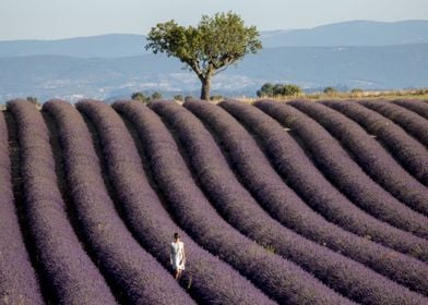 Flowering of Lavender