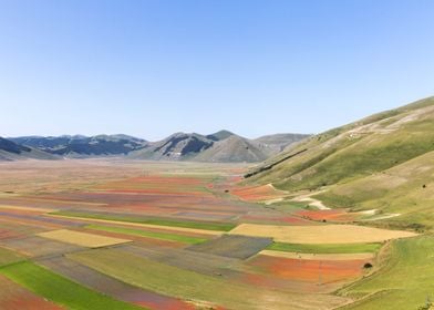 Flowering of Castelluccio