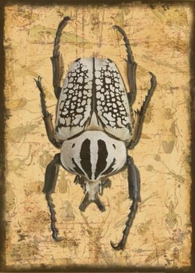 Giant Goliath Beetle